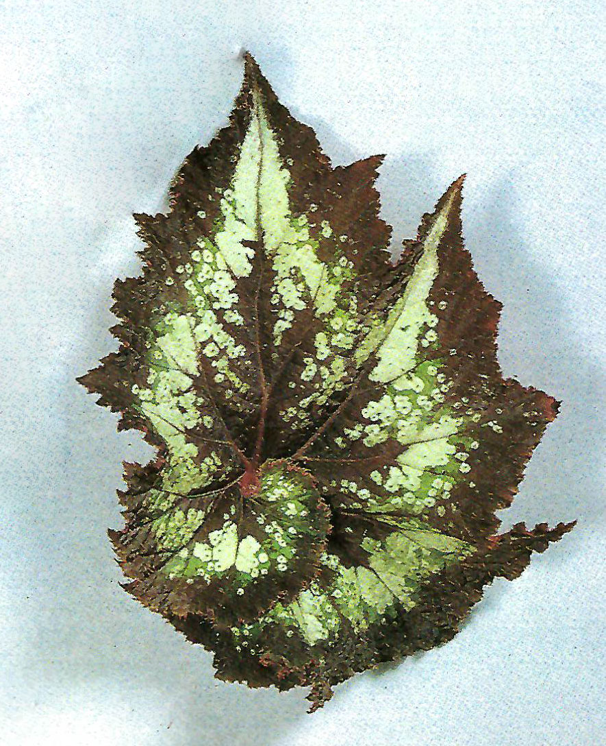 B. ‘Lady Frances Jean’